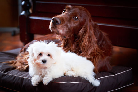 White Puppy Maltese dog