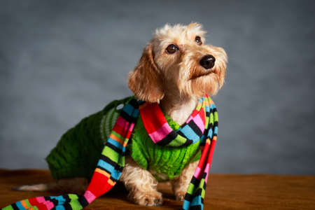 wire-haired dachshund dogの写真素材