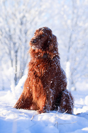 Red irish setter dog