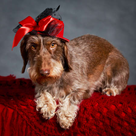 wire-haired dachshund dogの写真素材