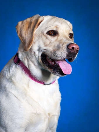 yellow labrador retriever dogの写真素材