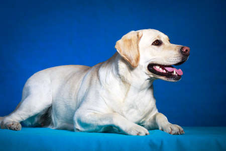 yellow labrador retriever dogの写真素材