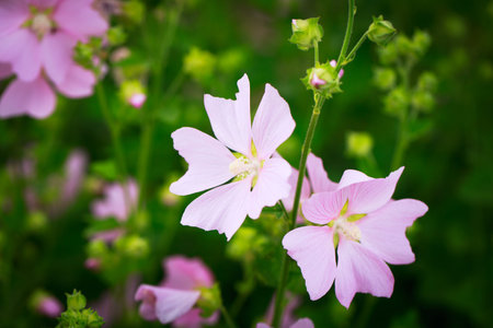 pink mallow flower