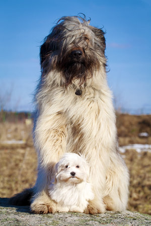 maltese and briard dogs