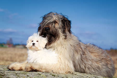 maltese and briard dogsの写真素材