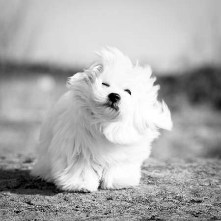 White Puppy Maltese dogの写真素材