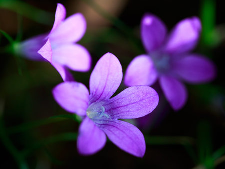 blue flowers