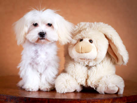White Puppy Maltese dogの写真素材