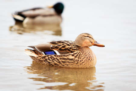 waterfowl ducksの写真素材