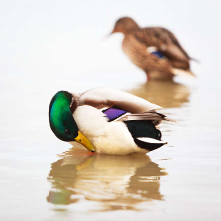 waterfowl ducksの写真素材