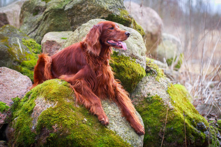 Red irish setter dog