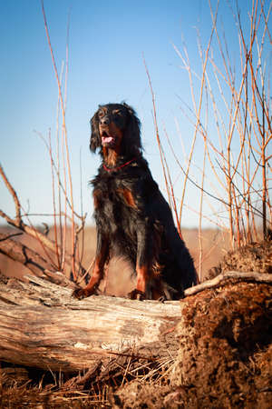 setter gordon dogの写真素材
