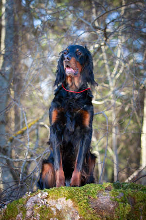 setter gordon dogの写真素材