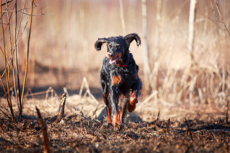 setter gordon dogの写真素材
