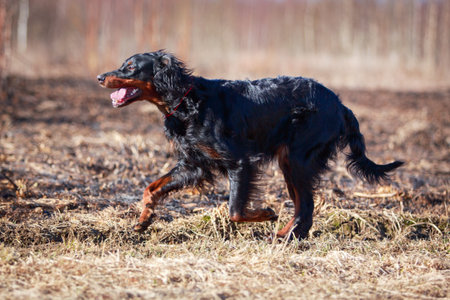 setter gordon dogの写真素材