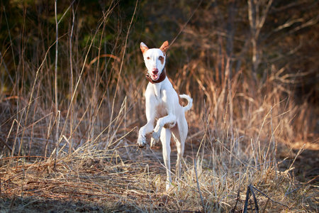 Ibizan Hound dogの写真素材
