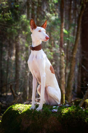 Ibizan Hound dogの写真素材