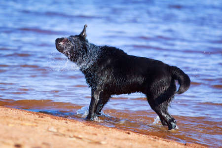 black  labrador retriever dogの写真素材