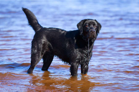 black  labrador retriever dogの写真素材