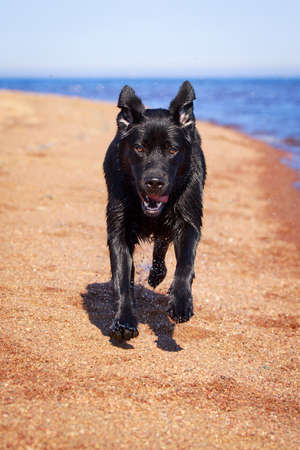 black  labrador retriever dogの写真素材