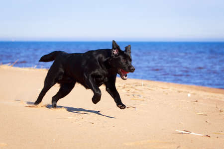 black  labrador retriever dogの写真素材
