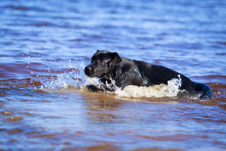 black  labrador retriever dogの写真素材