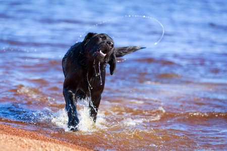 black  labrador retriever dogの写真素材
