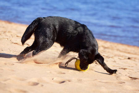 black  labrador retriever dogの写真素材