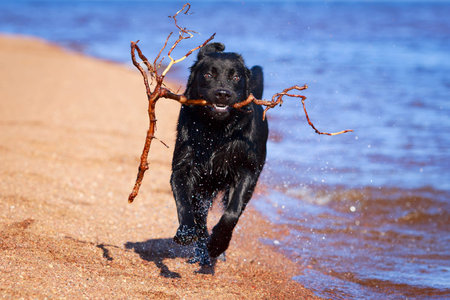 black  labrador retriever dogの写真素材