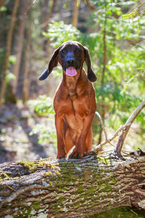 Bavarian Mountain Houndの写真素材