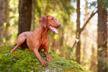 Hungarian Vizslaの写真素材
