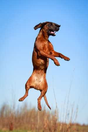 Bavarian Mountain Houndの写真素材