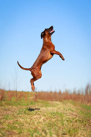 Bavarian Mountain Houndの写真素材