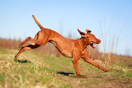 Hungarian Vizslaの写真素材
