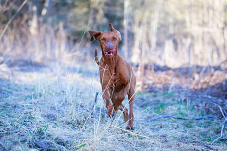 Hungarian Vizslaの写真素材