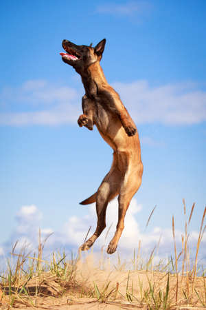 Malinois Belgian Shepherd dogの写真素材