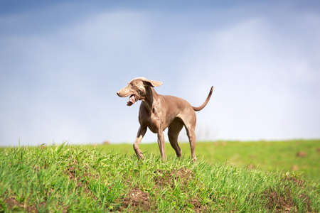 weimaraner dogの写真素材
