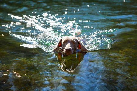 weimaraner dogの写真素材