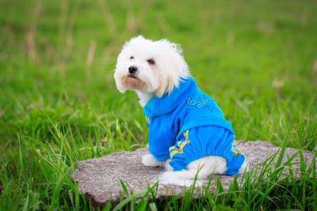 White Puppy Maltese dogの写真素材