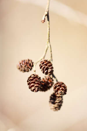 branch with conesの写真素材