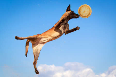 Malinois Belgian Shepherd dogの写真素材