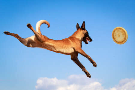 Malinois Belgian Shepherd dogの写真素材
