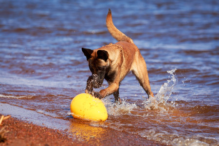 Malinois Belgian Shepherd dogの写真素材