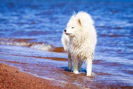 Samoyed dogの写真素材