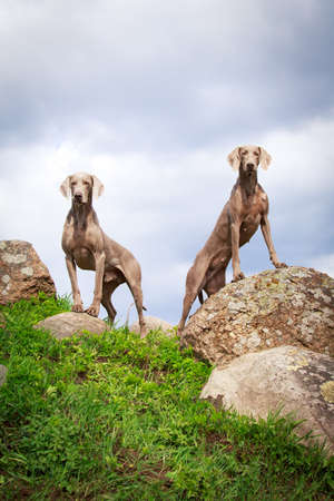 weimaraner dogの写真素材