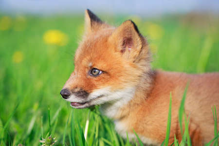 red fox pupの写真素材