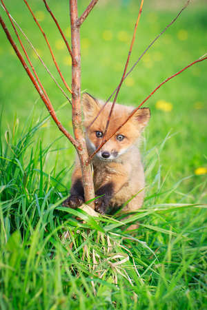 red fox pupの写真素材