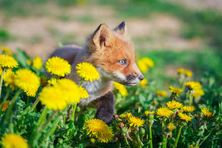 red fox pupの写真素材