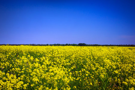 Landscape with yellow rocketcress