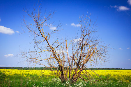 Landscape with yellow rocketcressの写真素材